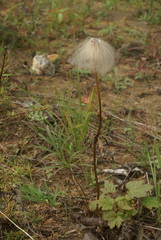 Pulsatilla dahurica