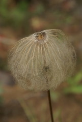 Pulsatilla dahurica