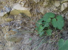 Campanula alliariifolia