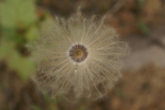 Pulsatilla dahurica