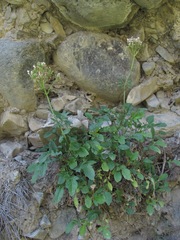 Valeriana cardamines