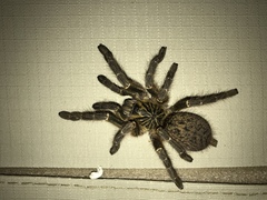 Pterinochilus murinus