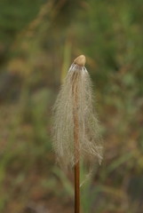 Pulsatilla dahurica