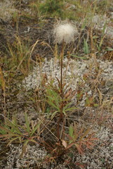 Pulsatilla dahurica