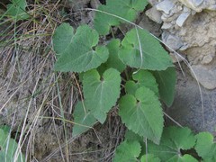 Campanula alliariifolia