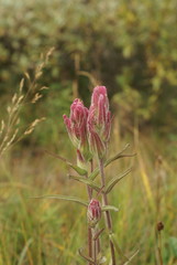 Castilleja rubra