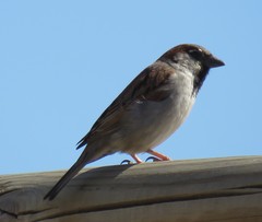 Passer domesticus