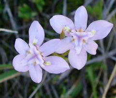 Moraea polystachya