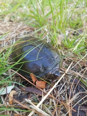 Kinosternon subrubrum subrubrum