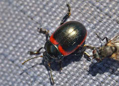 Chrysolina limbata