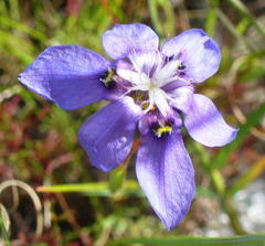 Moraea lugubris
