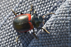 Chrysolina limbata