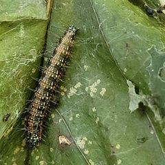 Omphalocera munroei