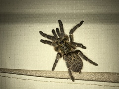 Pterinochilus murinus