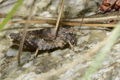 Tetrix undulata