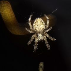Larinioides ixobolus