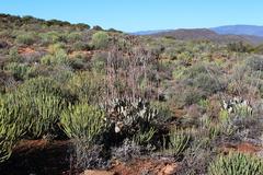 Cotyledon orbiculata spuria