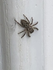 Platycryptus undatus