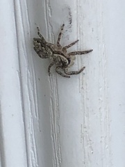 Platycryptus undatus