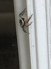 Platycryptus undatus