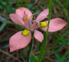 Moraea papilionacea