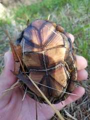 Kinosternon subrubrum subrubrum