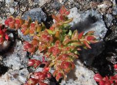 Crassula hirsuta