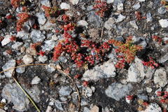 Crassula hirsuta