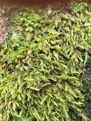 Pseudohygrohypnum eugyrium