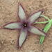 Stapelia gettliffei - Photo (c) Christine Sydes, some rights reserved (CC BY-NC), uploaded by Christine Sydes
