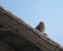 Passer domesticus