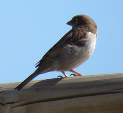 Passer domesticus