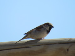 Passer domesticus