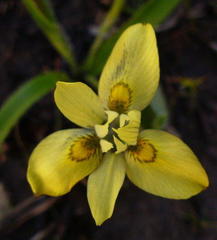 Moraea papilionacea