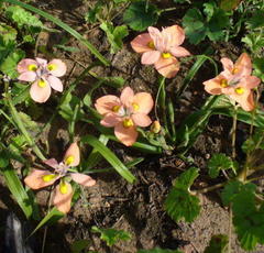 Moraea papilionacea