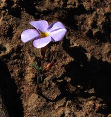 Oxalis ciliaris