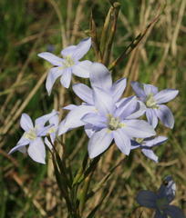 Moraea polyanthos