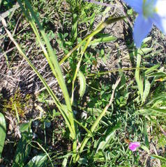 Moraea polyanthos