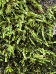 Pseudohygrohypnum eugyrium