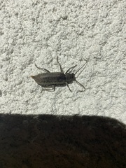 Trichoferus holosericeus