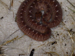 Dasypeltis confusa