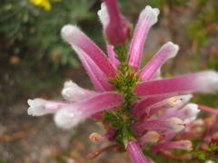Erica perspicua perspicua