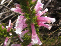Erica perspicua perspicua