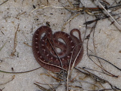 Dasypeltis confusa