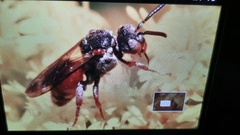 Pasites maculatus