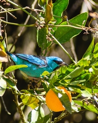 Dacnis cayana