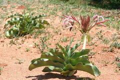 Crinum buphanoides image