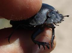 Scarabaeus hottentorum