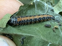 Omphalocera munroei