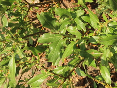 Salix commutata